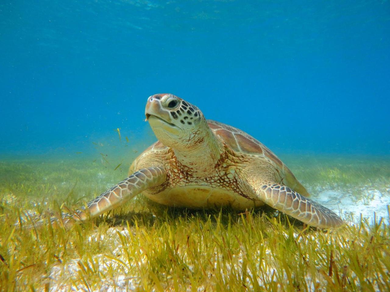 Отель Kudadoo Maldives Private Island Komandoo  Экстерьер фото